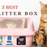 3 Best Clumping Cat Litter 2024