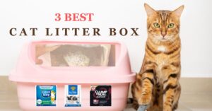 Read more about the article 3 Best Clumping Cat Litter 2024