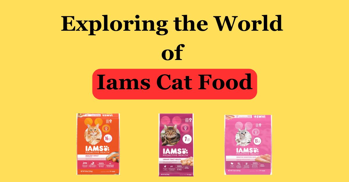 Read more about the article Exploring The Best 3 World of Iams Cat Food